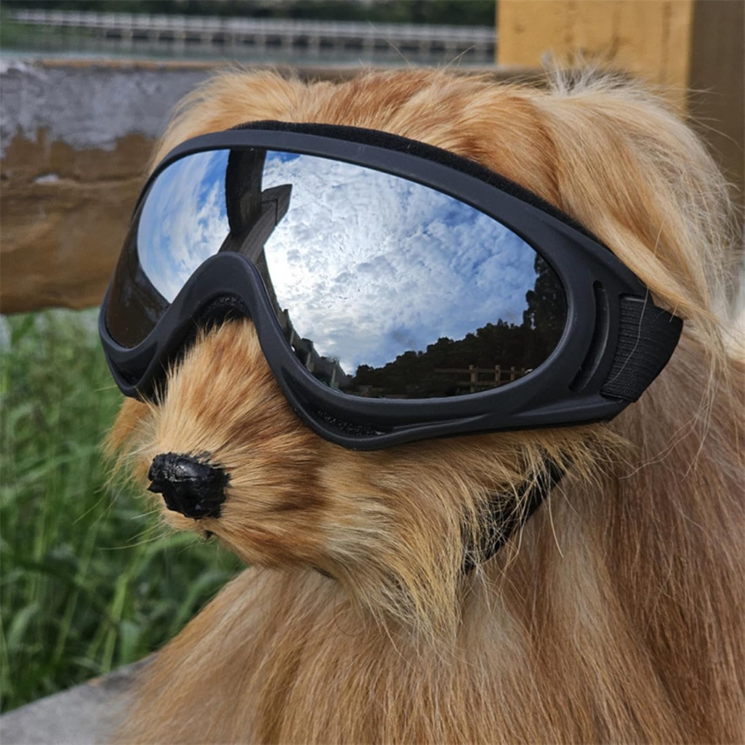 Gafas de sol tácticas para perros