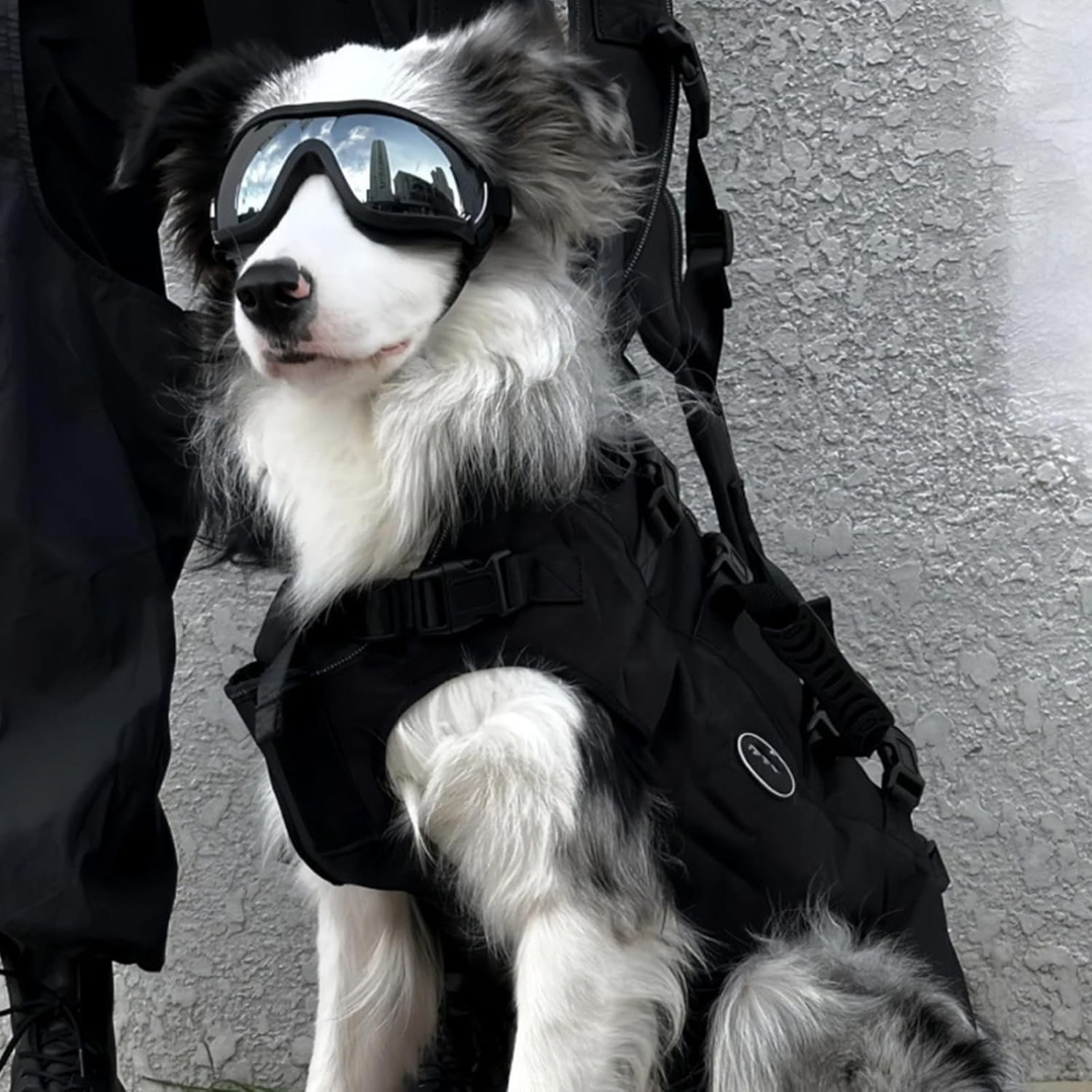 Gafas de sol tácticas para perros